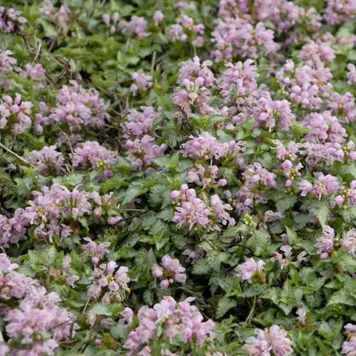 Best Lamium Varieties 7