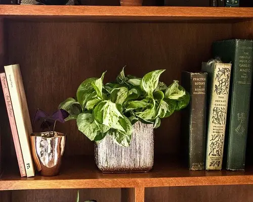 Best Pothos to Grow in wooden box