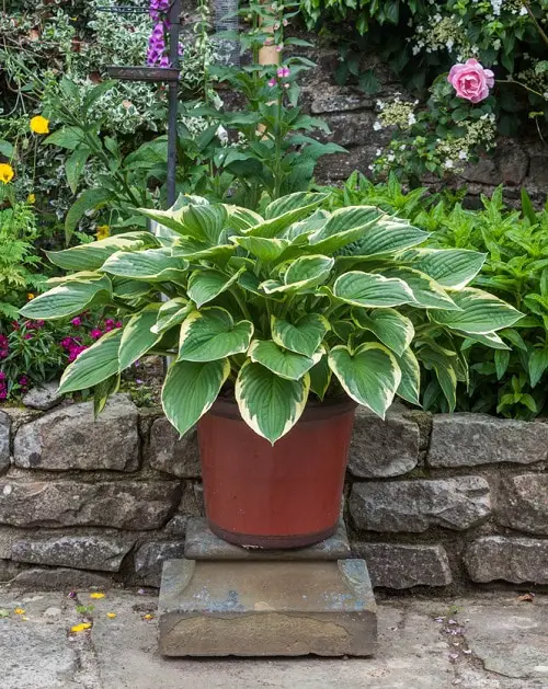 Plants for North Facing Balcony Garden 7