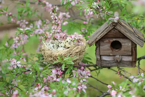 Natural Ways to Kill Aphids 12