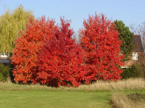 Trees With Red Leaves 10