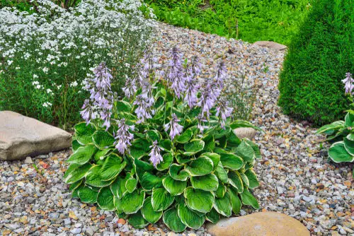 Types of Hostas 6