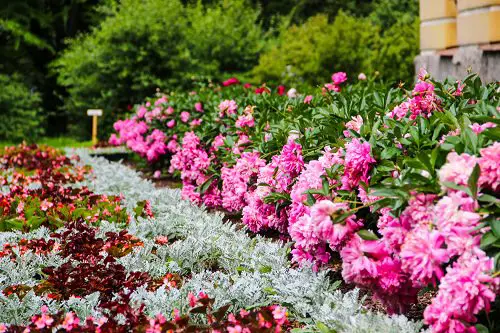 Plants You Can Grow That Resist Deer