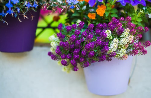 Best Flowers for Balcony Garden 7