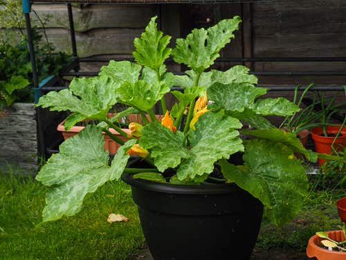 Things to Grow for Tastiest Burger Ever 7