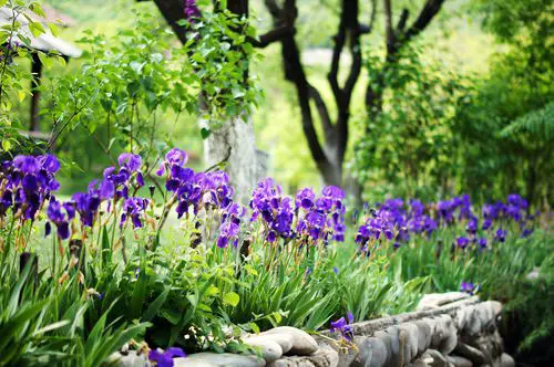Plants That Can Withstand Deer Damage
