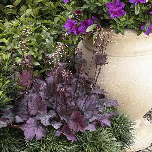 beautiful Different Types of Heucheras