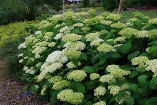best Green flower varieties you may not have known about