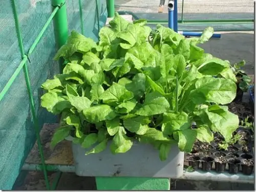 Vegetables seed that Germinate in Less than 5 Days
