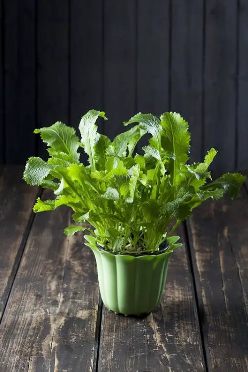 Seeds to Sow for Food in Less than a Month 9