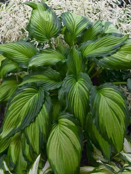 Types of Hostas 9