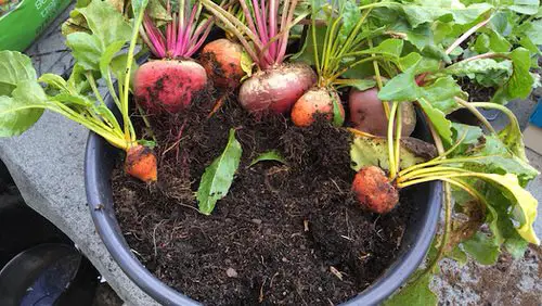 Things to Grow for Tastiest Burger Ever 8