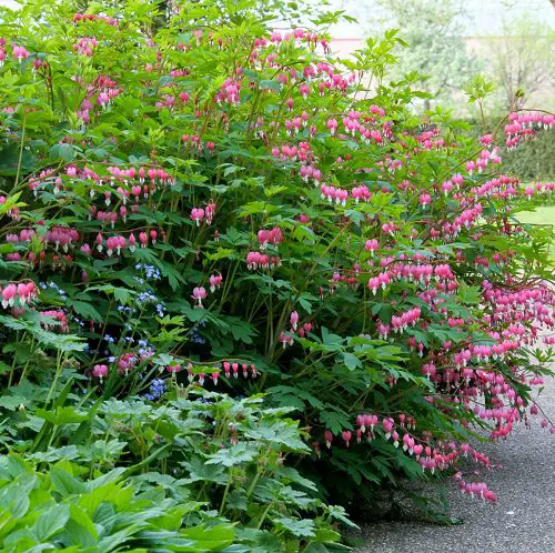 Plants That Resist Deer That You Can Grow