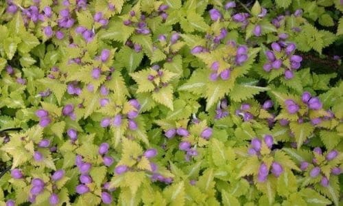 Best Lamium Varieties 8