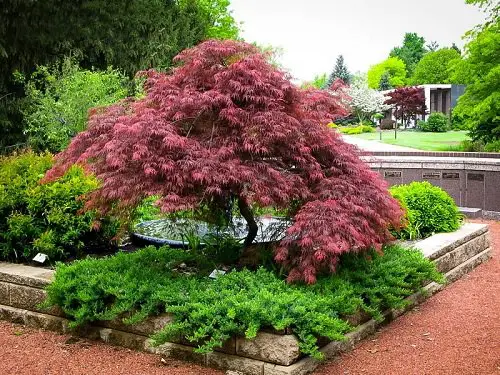 Trees With Red Leaves 44