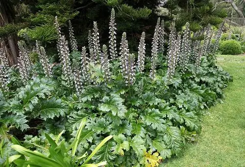 Big Leaf Outdoor Plants 8