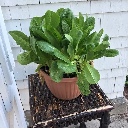 Plants for North Facing Balcony Garden 8