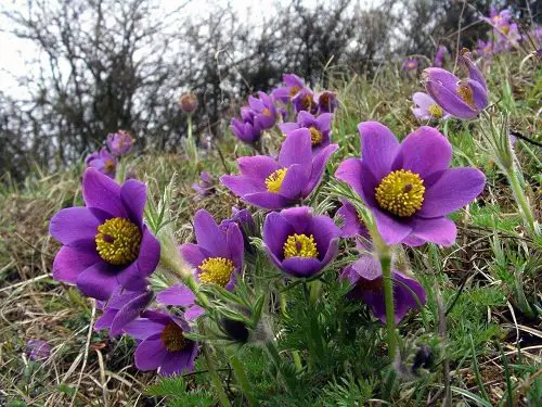 Amazing Names for Purple Flowers
