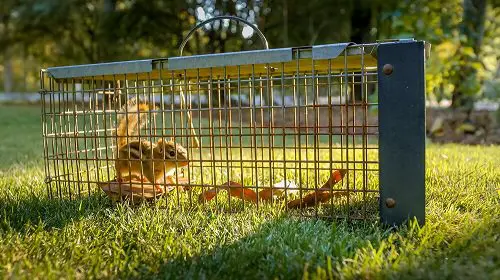 Clever Hacks to Keep Chipmunks Out of Garden 4