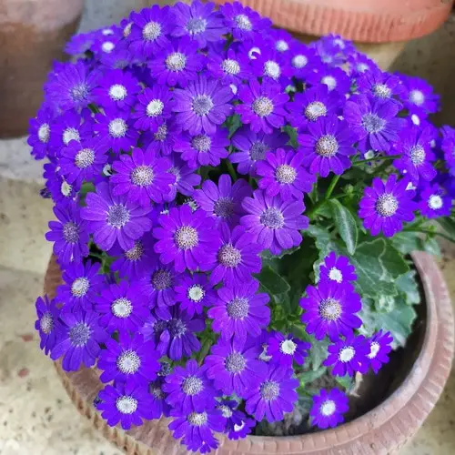 Flowers that Don't Fade Before a Month 8