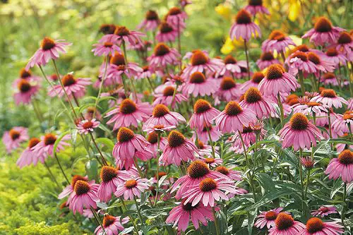 Plants That Can Resist Deer