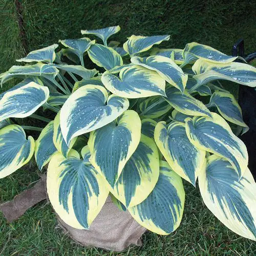 Types of Hostas 10