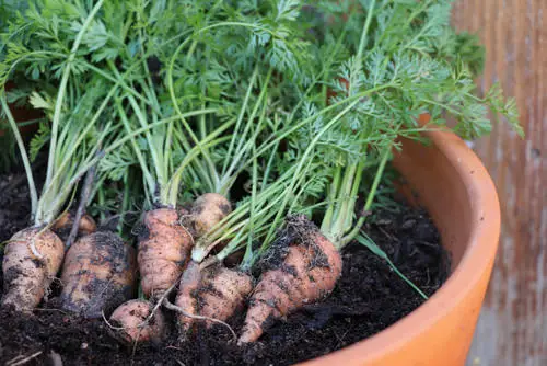 Things to Grow for Tastiest Burger Ever 9