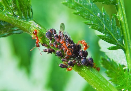 Natural Ways to Kill Aphids 16