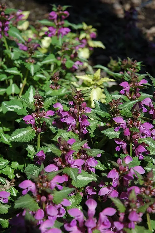 Best Lamium Varieties 9