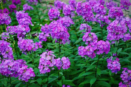 Flowers that Attract Butterflies 9