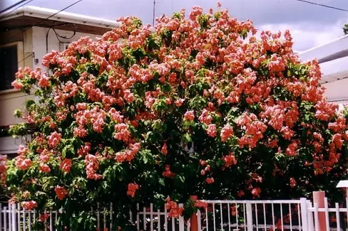Trees With Red Flowers 36
