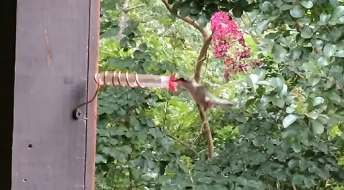 Tiny Hand-Held Window Feeder