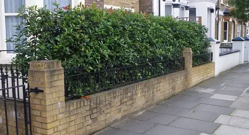 Fast Growing Privacy Shrubs 9