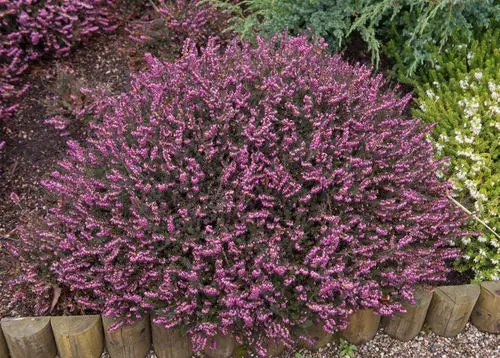 Plants You Can Grow That Resist Deer