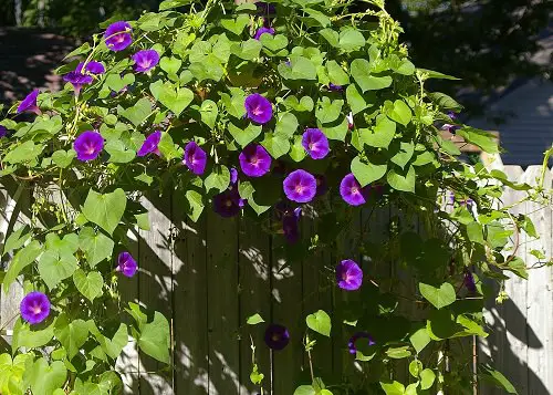 beautiful Names for Purple Flowers