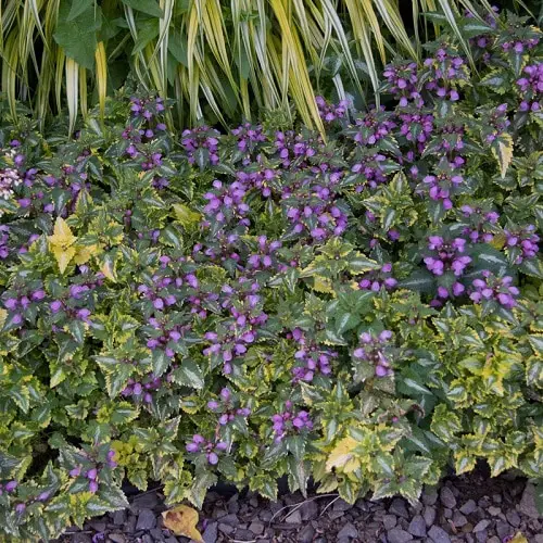 Best Lamium Varieties 10