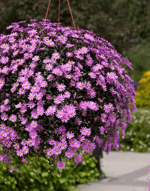 Types of Purple Flowers 