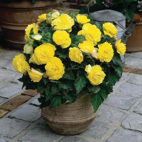 beautiful Garden Flowers: Yellow Flower Types 