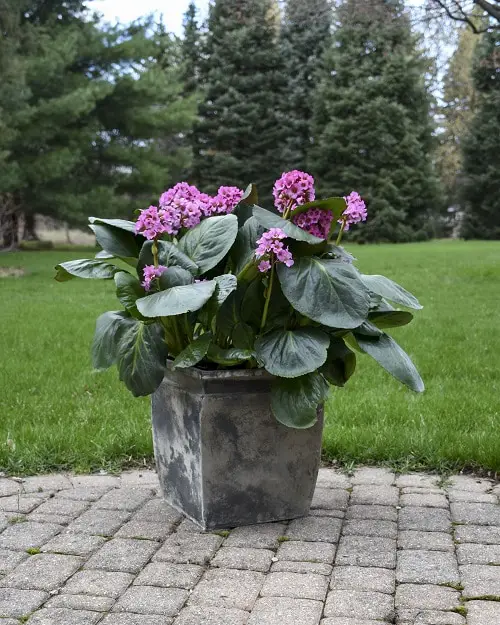 Best Shade-Loving Flowers for Containers 10