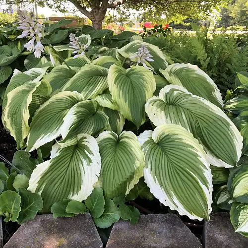 Types of Hostas 11