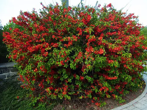Trees With Red Flowers 42