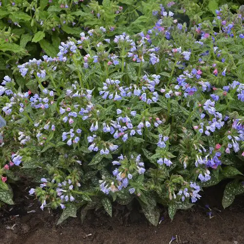 Plants That Can Withstand Deer Damage