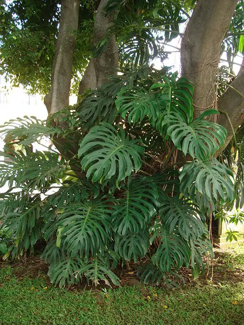 Big Leaf Outdoor Plants 11
