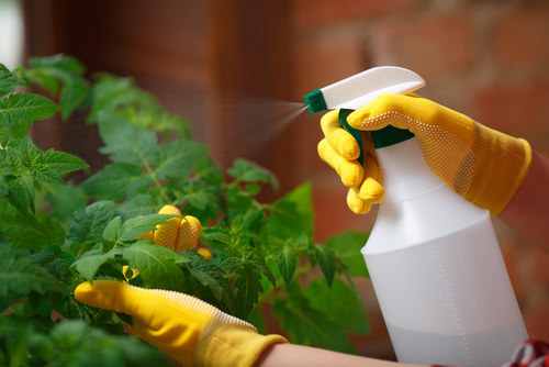 Get Rid of Aphids Naturally 18