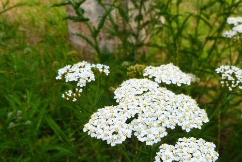 Flowers that Attract Butterflies 10