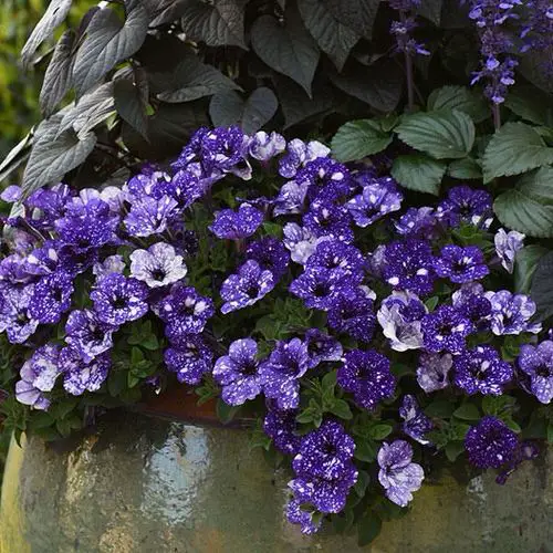 Night Sky Petunia Care