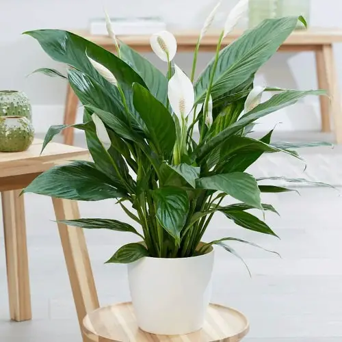 Do Peace Lilies Like to be Root Bound