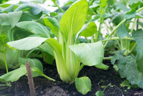 Seeds to Sow for Food in Less than a Month 2