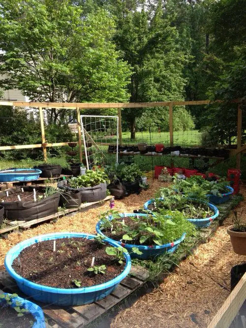 Best Ways to Grow Potatoes 15