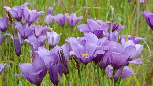 top Names for Purple Flowers